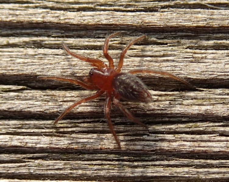 Giovane Agelena labyrinthica - Villorba (TV)
